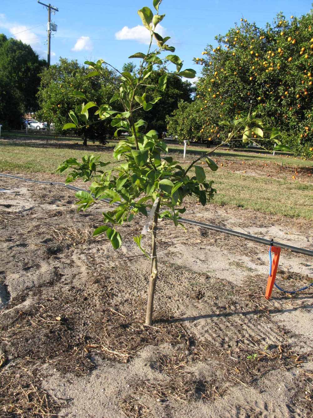              Habit (Estes, Winter Haven, FL)       